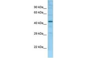 Image no. 1 for anti-Family with Sequence Similarity 170, Member B (FAM170B) (AA 251-300) antibody (ABIN6748441) (FAM170B antibody  (AA 251-300))