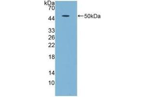 Detection of Recombinant GDF5, Human using Polyclonal Antibody to Growth Differentiation Factor 5 (GDF5) (GDF5 antibody  (AA 86-501))