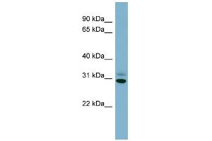 WB Suggested Anti-PAFAH1B3 Antibody Titration: 0.