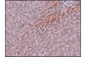 Immunohistochemistry of Prosapip2 in rat liver tissue with this product at 5 μg/ml.