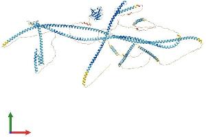 AlphaFold protein structure predicition of Human Recombinant FHAD1 Protein, UniprotID B1AJZ9 (FHAD1 Protein (AA 1-1412) (His tag))