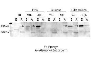 Western Blotting (WB) image for anti-Ramy 3D antibody (ABIN619547) (Ramy 3D antibody)