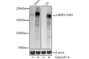 Western blot analysis of extracts of various cell lines, using (ABIN7265948) at 1:1000 dilution. (BRD4 antibody  (pThr204))