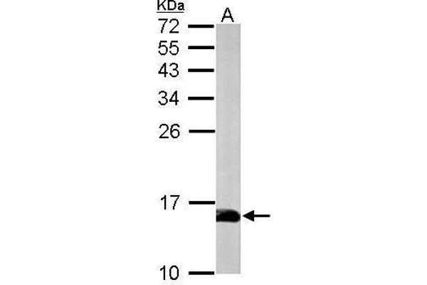 PFN2 antibody