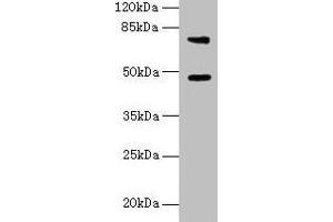 Western blot All lanes: Casp12 antibody at 6 μg/mL + LO2 whole cell lysate Secondary Goat polyclonal to rabbit IgG at 1/10000 dilution Predicted band size: 48 kDa Observed band size: 48, 75 kDa (Caspase 12 antibody  (AA 1-92))