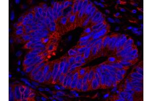 Immunofluorescence (IF) image for anti-Reticulocalbin 1, EF-Hand Calcium Binding Domain (RCN1) (AA 1-75) antibody (ABIN7449011)