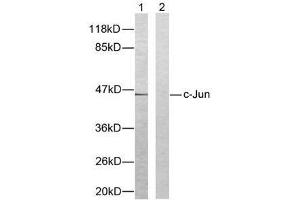 Western blot analysis of extracts from HeLa cells using c-Jun (Ab-93) antibody (E021022). (C-JUN antibody)