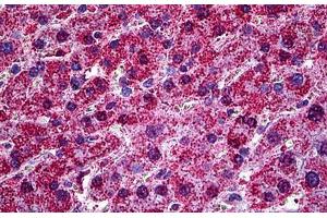 Immunohistochemistry (Formalin-fixed Paraffin-embedded Sections) (IHC (fp)) image for anti-Hypoxia Up Regulated 1 (HYOU1) (AA 901-1000) antibody (ABIN626086)