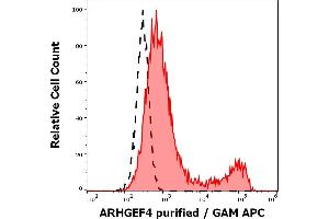 Separation of cells stained using anti-ARHGEF4 (ARHGEF-08) purified antibody (concentration in sample 4 μg/mL, GAM APC, red-filled) from cells unstained by primary antibody (GAM APC, black-dashed) in flow cytometry analysis (intracellular staining) of ARHGEF4 transfected HEK-293 cell suspension. (ARHGEF4 antibody  (AA 143-271))