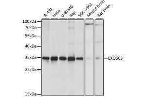 Western blot analysis of extracts of various cell lines, using EXOSC3 antibody. (EXOSC3 antibody  (AA 1-275))