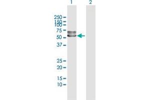 Western Blot analysis of SERPINF2 expression in transfected 293T cell line by SERPINF2 MaxPab polyclonal antibody. (alpha 2 Antiplasmin antibody  (AA 1-491))