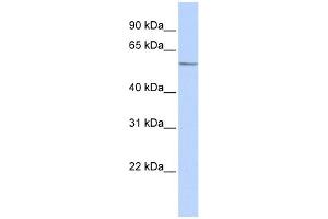 WB Suggested Anti-ZNF682 Antibody Titration:  0.