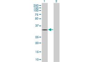 Western Blot analysis of ZNF511 expression in transfected 293T cell line by ZNF511 MaxPab polyclonal antibody. (ZNF511 antibody  (AA 1-252))