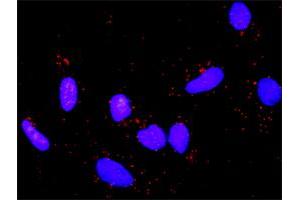 Proximity Ligation Analysis of protein-protein interactions between APC and CTNNB1. (APC antibody  (AA 1-2843))