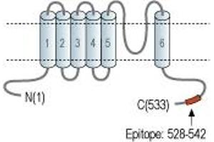 anti-Mucolipin 3 (Mcoln3) (AA 528-542), (Cytoplasmic Domain), (Intracellular) antibody (Atto 594)