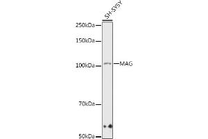 Western blot analysis of extracts of SH-SY5Y cells, using MAG antibody (ABIN7268718) at 1:1000 dilution. (MAG antibody)