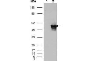 Western Blot showing GABPA antibody used against HEK293T cells transfected with the pCMV6-ENTRY control (1) and pCMV6-ENTRY GABPA cDNA (2). (GABPA antibody  (AA 120-190))