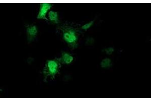 Anti-AIPL1 mouse monoclonal antibody (ABIN2455131) immunofluorescent staining of COS7 cells transiently transfected by pCMV6-ENTRY AIPL1 (RC204079). (AIPL1 antibody)