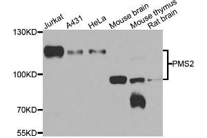 Western blot analysis of extracts of various cell lines, using PMS2 antibody. (PMS2 antibody)
