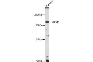 Western blot analysis of extracts of Rat brain, using LNPEP antibody (ABIN6129286, ABIN6143284, ABIN6143285 and ABIN6215523) at 1:500 dilution.