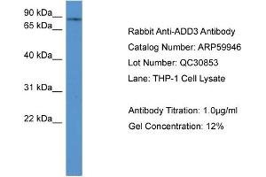 WB Suggested Anti-ADD3  Antibody Titration: 0. (ADD3 antibody  (C-Term))