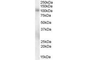 ABIN185350 staining (0. (PDE5A antibody  (C-Term))