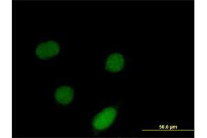 Immunofluorescence of purified MaxPab antibody to ID3 on HeLa cell. (ID3 antibody  (AA 1-119))