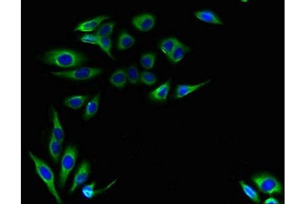 Leucine Rich Transmembrane and 0-Methyltransferase Domain Containing (LRTOMT) (AA 31-264) antibody