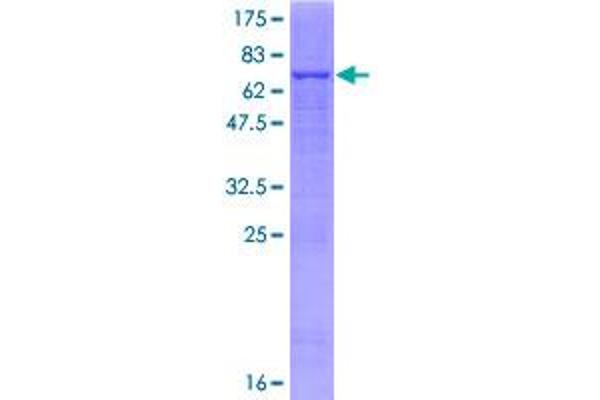 PRMT8 Protein (AA 1-394) (GST tag)