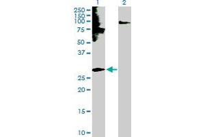 Western Blot analysis of EDN3 expression in transfected 293T cell line by EDN3 MaxPab polyclonal antibody. (Endothelin 3 antibody  (AA 1-238))