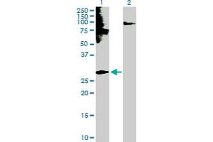 Western Blot analysis of EDN3 expression in transfected 293T cell line by EDN3 MaxPab polyclonal antibody.