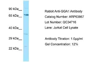 Western Blotting (WB) image for anti-Golgi-Associated, gamma Adaptin Ear Containing, ARF Binding Protein 1 (GGA1) (N-Term) antibody (ABIN2789649) (GGA1 antibody  (N-Term))
