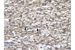 Image no. 1 for anti-TATA Box Binding Protein (TBP)-Associated Factor, RNA Polymerase I, A, 48kDa (TAF1A) (C-Term) antibody (ABIN6735836) (TAF1A antibody  (C-Term))