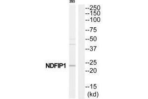 Western blot analysis of extracts from 293 cells, using NDFIP1 antibody.