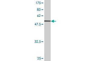 Western Blot detection against Immunogen (62.
