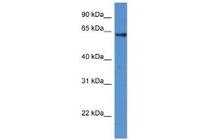 Western Blot showing FLCN antibody used at a concentration of 1 ug/ml against Fetal Heart Lysate