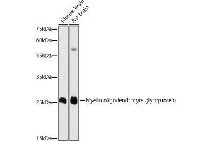 Western blot analysis of extracts of various cell lines, using Myelin oligodendrocyte glycoprotein antibody (ABIN6128312, ABIN6143943, ABIN6143944 and ABIN6220990) at 1:1000 dilution. (MOG antibody  (AA 30-154))