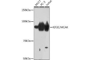 Western blot analysis of extracts of various cell lines, using KIF2C/KIF2C/MCAK Rabbit mAb (ABIN7268131) at 1:1000 dilution. (KIF2C antibody)