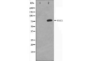 Western blot analysis on HeLa cell lysate using OCT1 Antibody. (POU2F1 antibody  (N-Term))