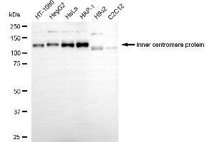 anti-Inner Centromere Protein Antigens 135/155kDa (INCENP) antibody
