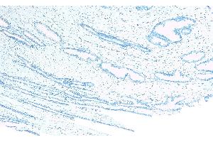 ABIN570714 Negative Control showing staining of paraffin embedded Human Prostate, with no primary antibody.