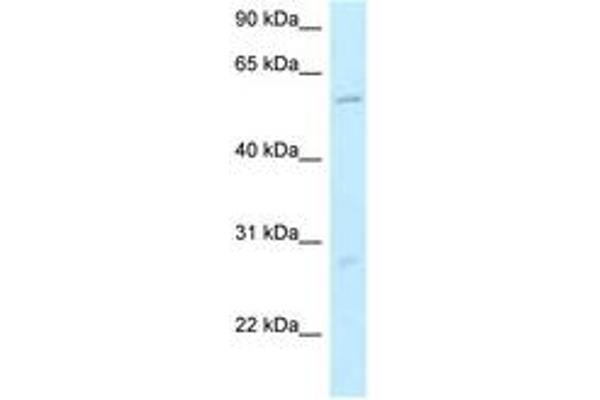 SMG9 antibody  (N-Term)