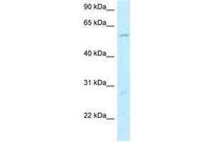 Image no. 1 for anti-Smg-9 Homolog, Nonsense Mediated mRNA Decay Factor (SMG9) (N-Term) antibody (ABIN6747902) (SMG9 antibody  (N-Term))