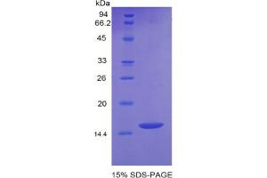SDS-PAGE analysis of Mouse GDF6 Protein. (GDF6 Protein)