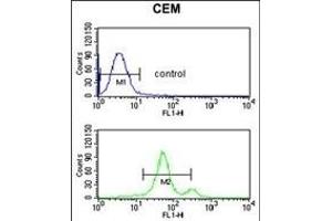 ACCN2 Antibody (C-term) (ABIN653218 and ABIN2842754) flow cytometric analysis of CEM cells (bottom histogram) compared to a negative control cell (top histogram).