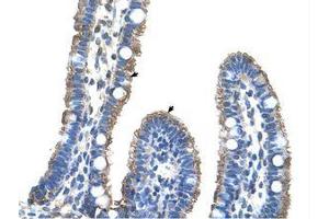 Image no. 1 for anti-Transmembrane Protein 8B (TMEM8B) (AA 201-250) antibody (ABIN203460) (TMEM8B antibody  (AA 201-250))