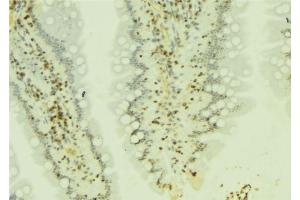 ABIN6274172 at 1/100 staining Mouse colon tissue by IHC-P. (IRF2 antibody  (Internal Region))