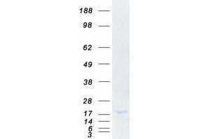 Western Blotting (WB) image for Proteasome Maturation Protein (POMP) protein (Myc-DYKDDDDK Tag) (ABIN2729349)