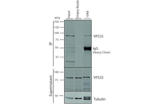 VPS35 antibody