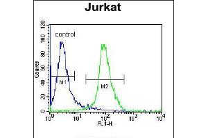 Flow cytometric analysis of Jurkat cells (right histogram) compared to a negative control cell (left histogram). (ELMO2 antibody  (AA 323-350))
